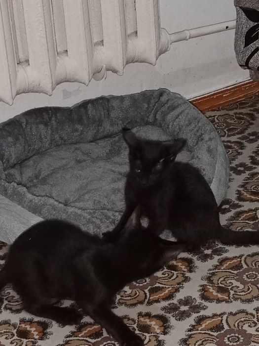 Отдам котят даром
