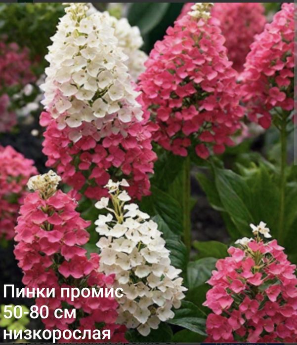 Гортензия метельчатая черенки