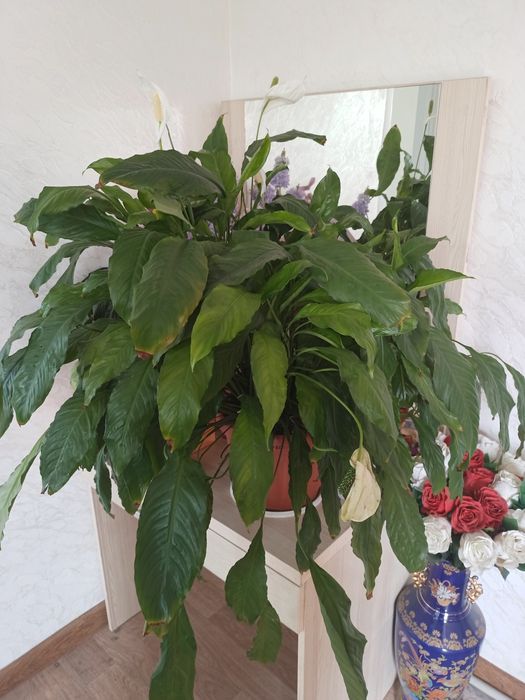 Комнатные цветы большие цветущие