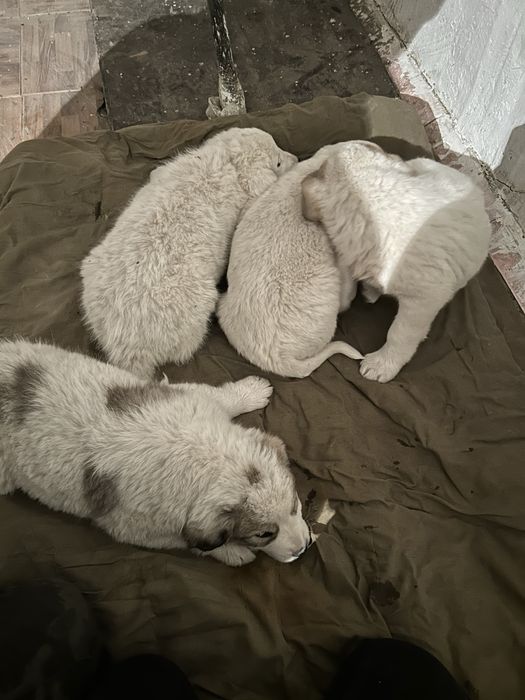 Күшіктер сатылады алабай