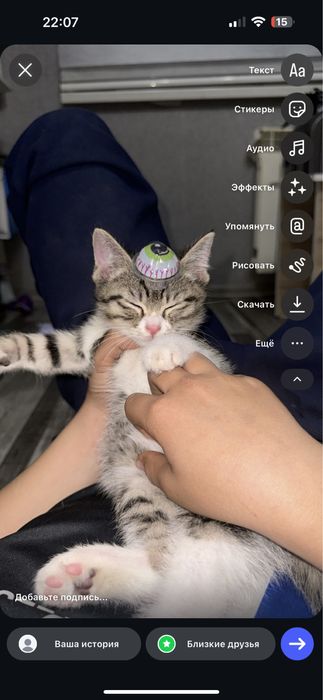 Кошка мальчик,табби окраса