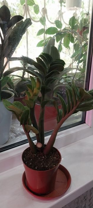 Продам замиакулькас Зензи