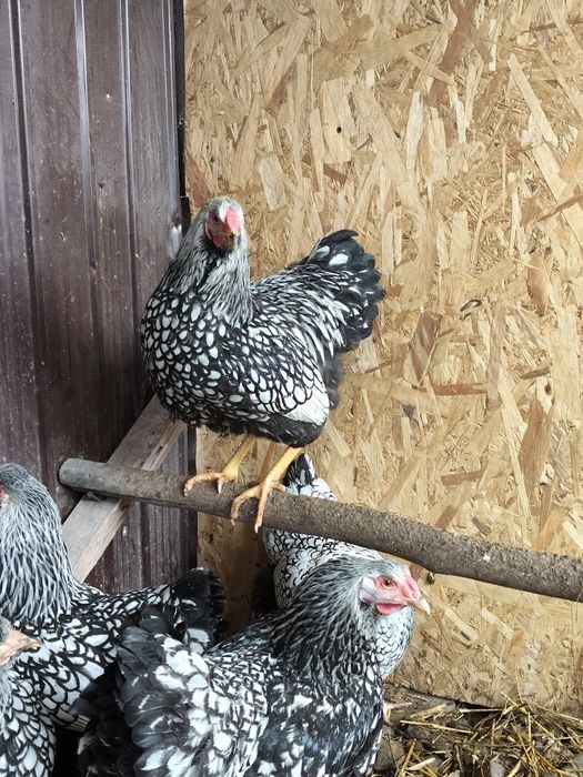 De vânzare Cocos Wiandotte