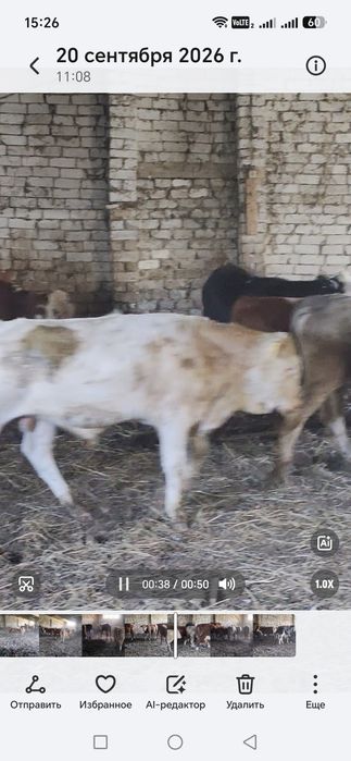 Продам Бычки подсосы