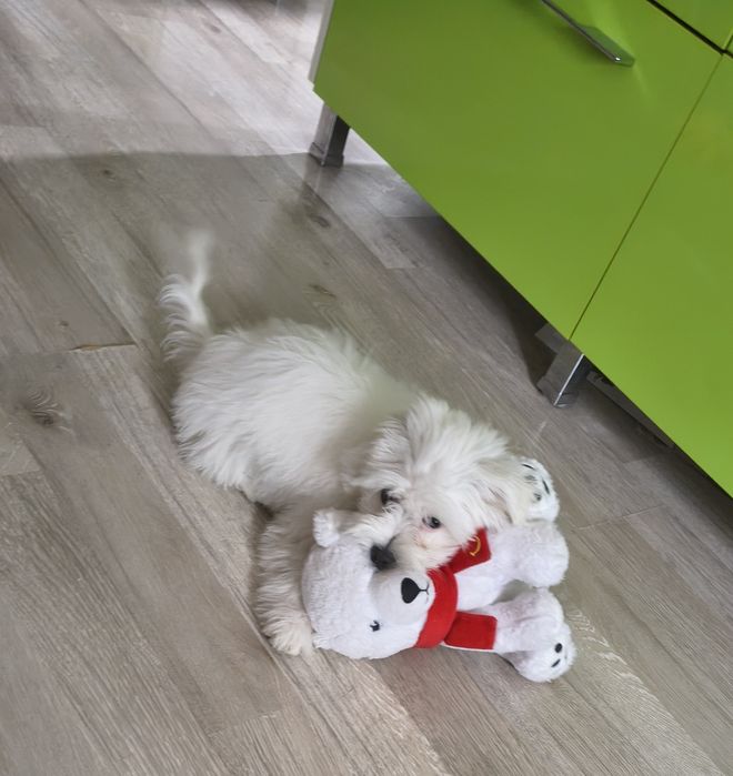 Bichon Maltez baiat 4 luni
