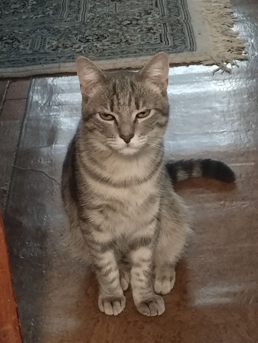 Отдам котёнка 7-месяцев