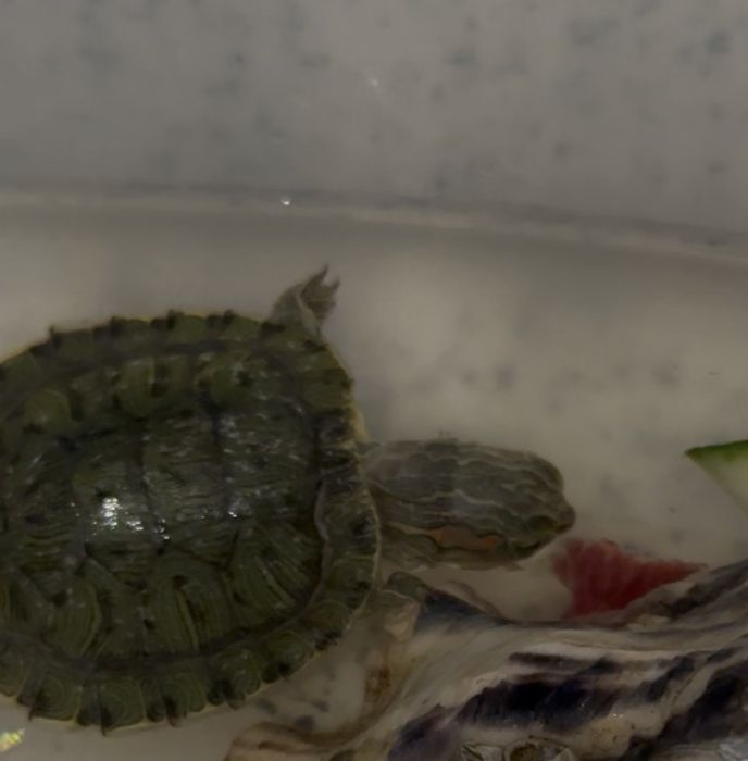 красноухая черепаха