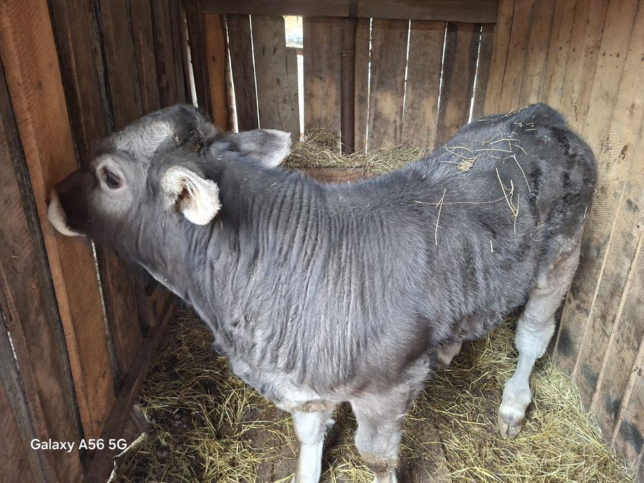 Viței 6 7 de vânzare