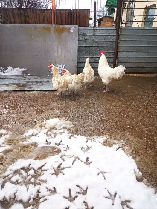 Australorp - Oua pentru incubat