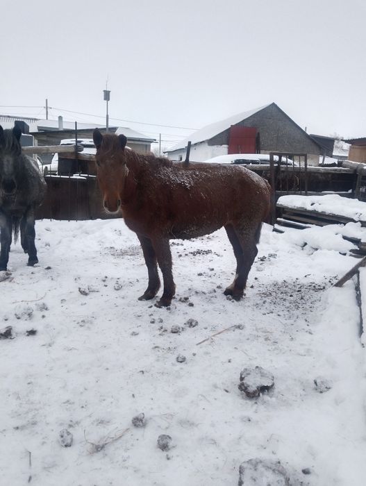 Кобылы бие стоят на откорме