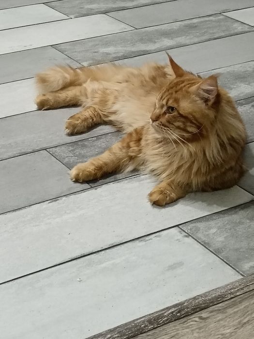 Мейкун на случку вязка