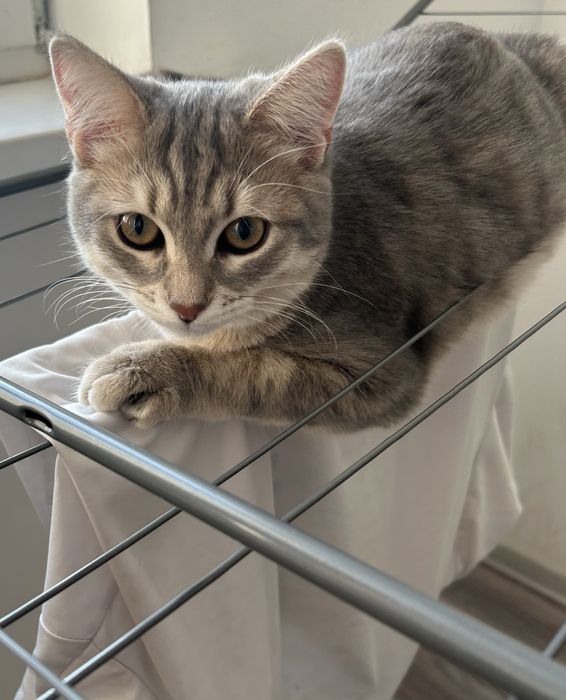 ищем дом для кошечки Войси