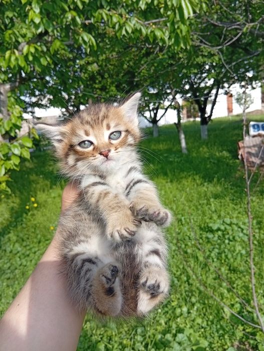 Котята Мальчик Девочка