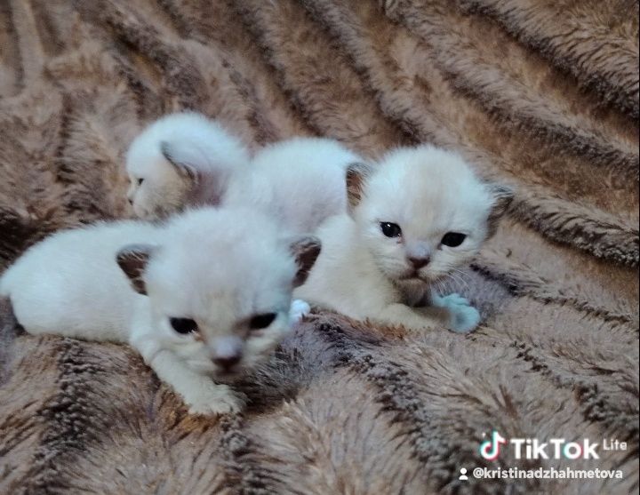 Европейская бурма