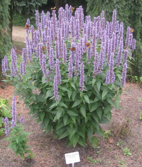 Анисовая мята, редкая, саженцы