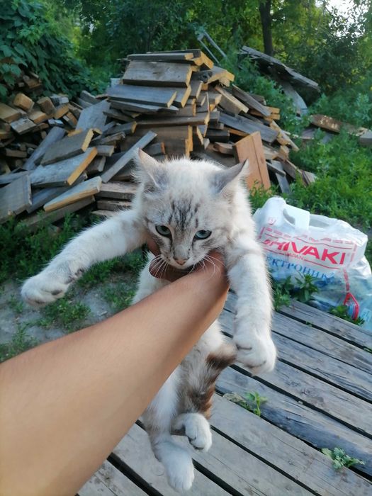 Кошки котята 4 котёнка