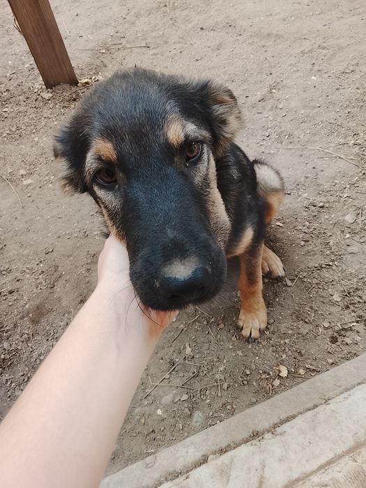 Отдается в добрые руки щенок авчарки