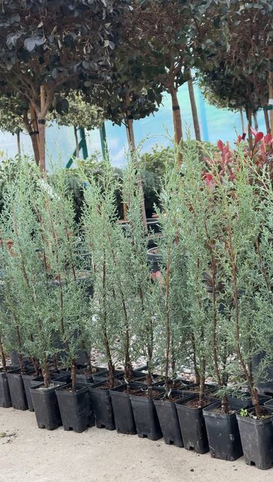 Кипарис аризонка 50-70 см