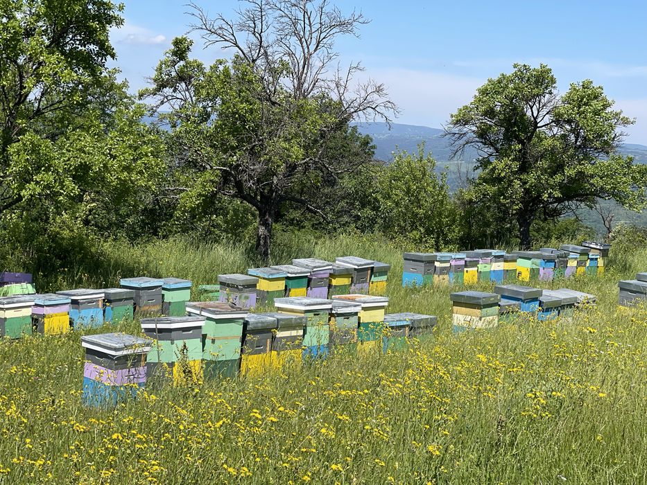 Miere naturala de vanzare