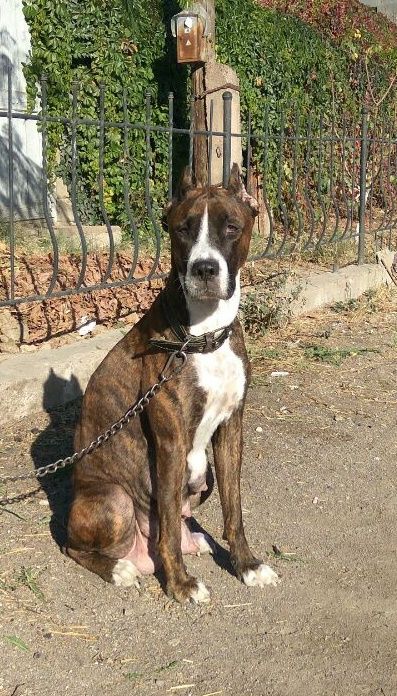 Ветеринарный врач на дом Забота о вашем питомце моя профессия и любовь