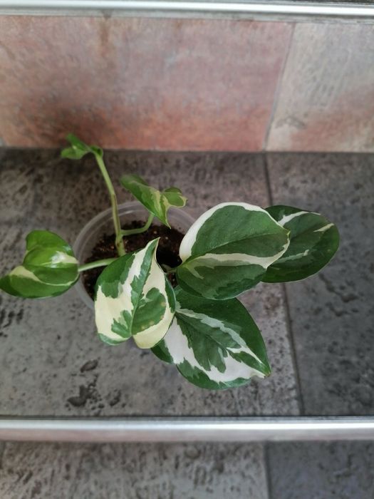 Цветя за продажба