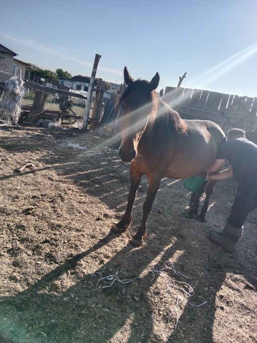 Сауынды бие сатылады