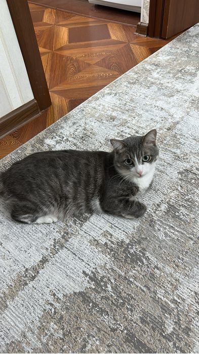 Отдадим кота в добрые руки