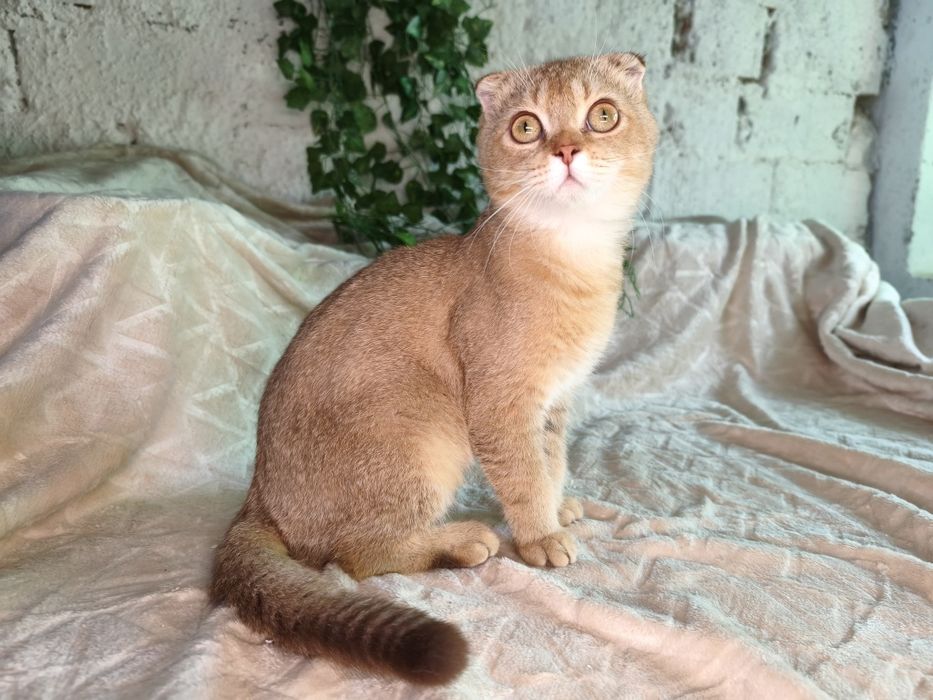 Vand motanel Scottish fold golden chinchilla