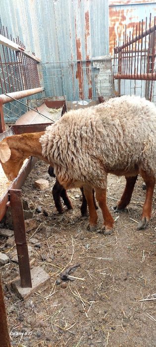 Киргизистон она бола куйлар сотилади