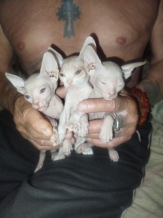 Продаю котят пародистых сфинксов