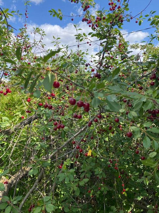 Домашний ароматный, очень вкусный компот