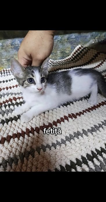 Pisici spre adopție