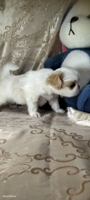 Мальчик японского хина.