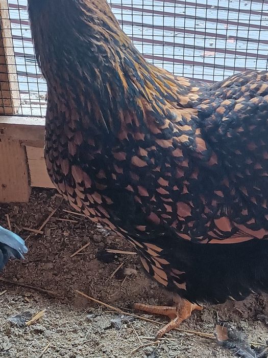 Vând oua incubat wiandotte gsg