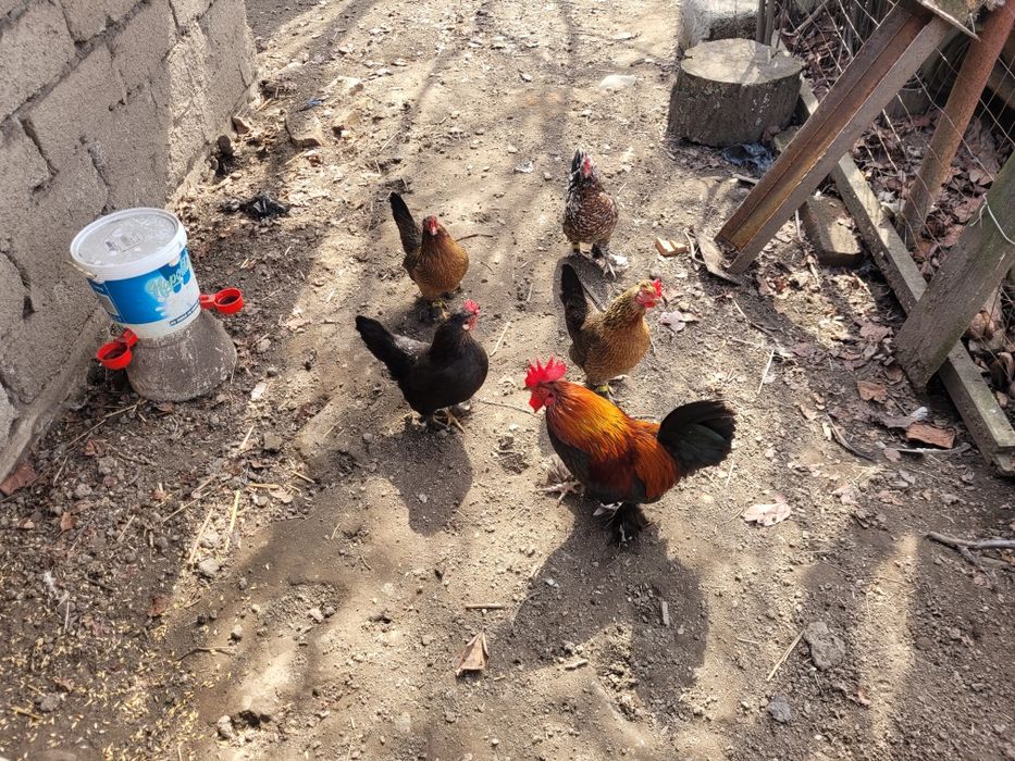 Oua de incubat găini pitice