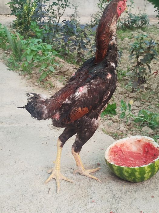 dakan horoz sotiladi