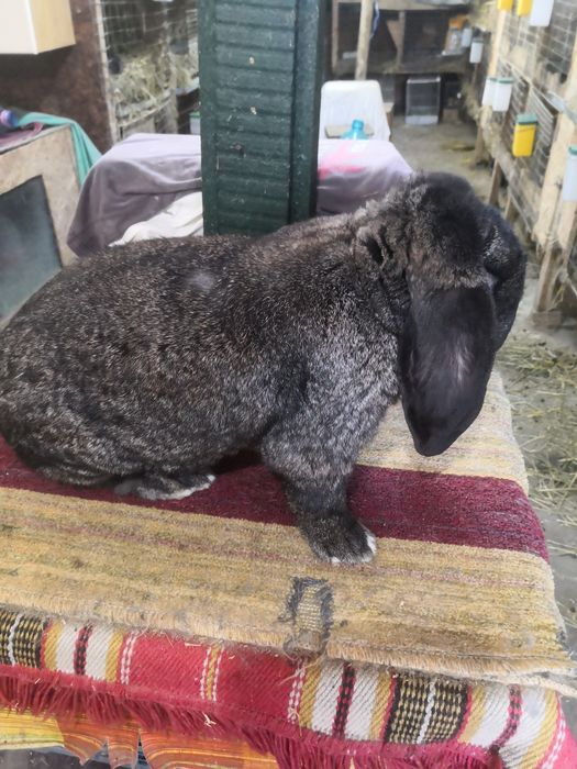 Berbec german rasa pură!!