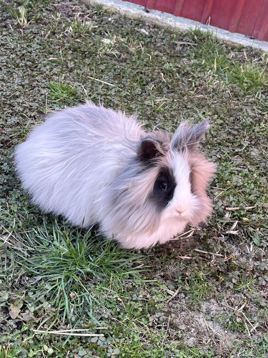 Iepure Cap de Leu + oferta din descriere