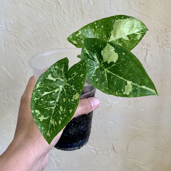 Сингониумы! Разные сорта сингониумов! Комнатные цветы!