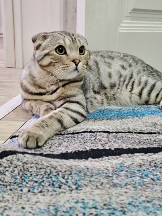 Продам кота (смесь Бенгальский + Британский)