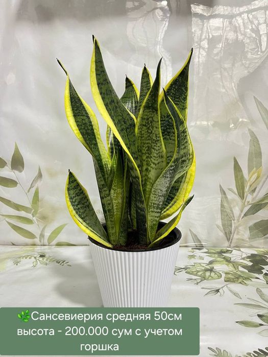 Сансевиерии разных сортов и размеров.