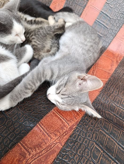 Mushuk bolalari beriladi