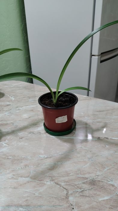 Продам цветы. Гипеаструмы