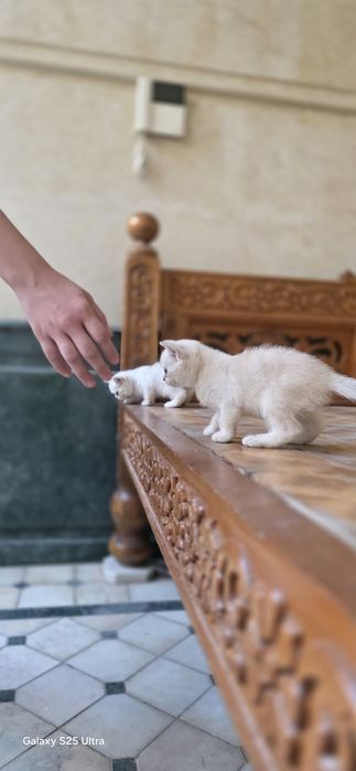 Продаются Котята 2 месяца