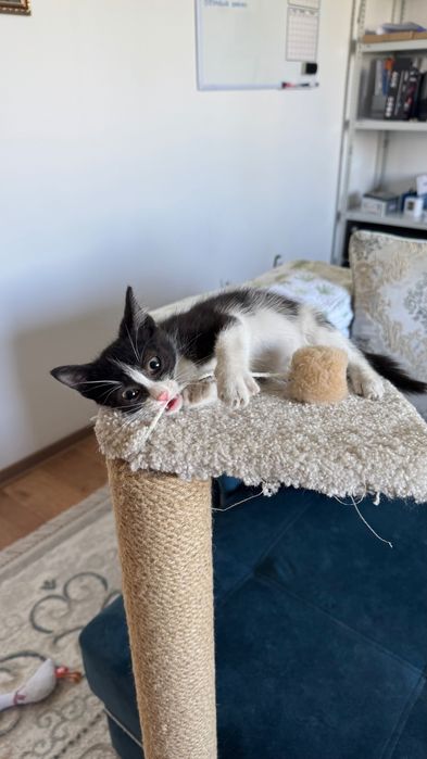 Котенок 2 месяца