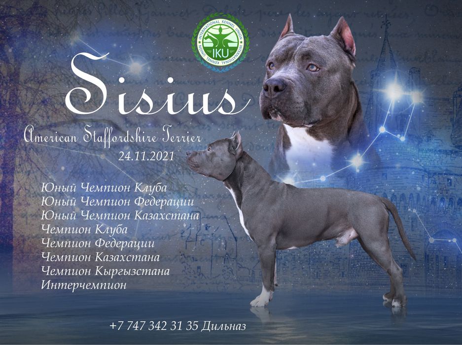 Вязка кобель стаффорд