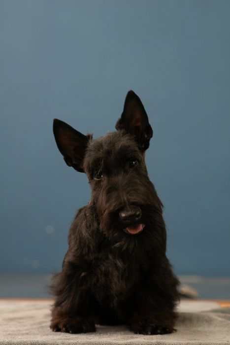 Щенки скотч-терьера