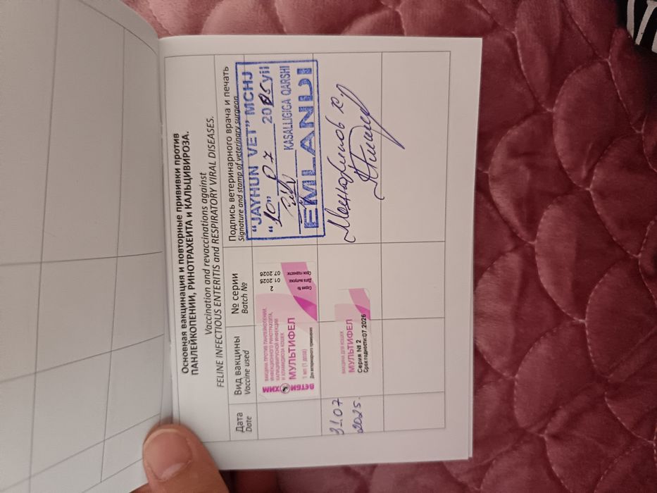 E'lon Btritanskiy strayt Mushuk sotiladi