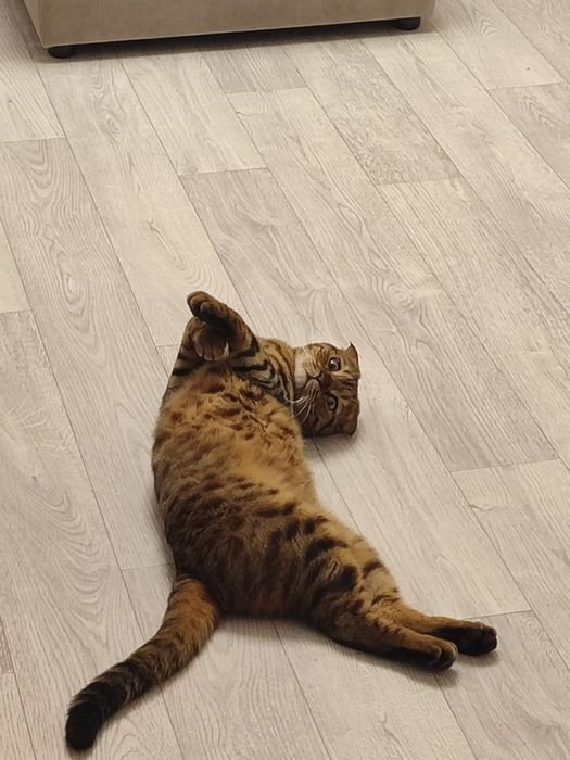 Отдам котика в добрые руки