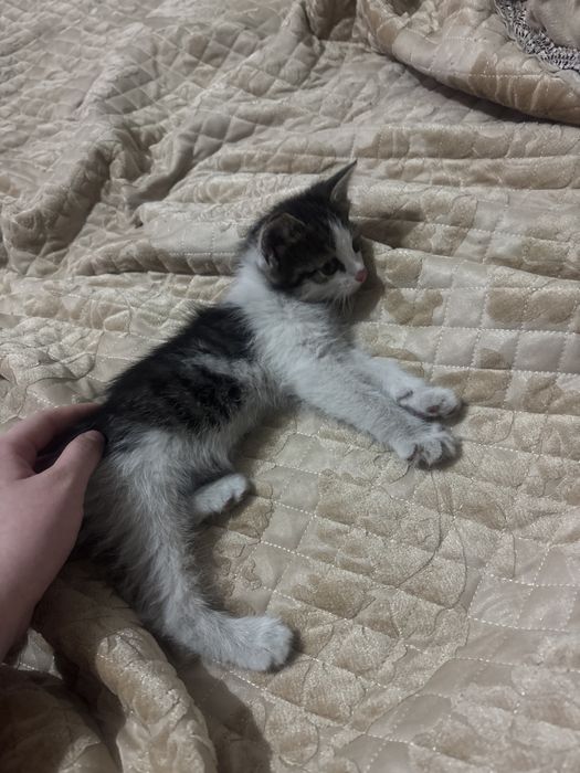 Котенок, отдам даром